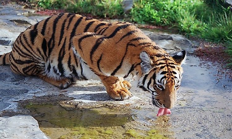 #5 South China Tiger -