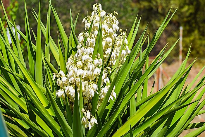 What Is The State Flower of New Mexico?