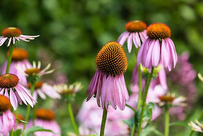 What Is The State Flower Of Tennessee?