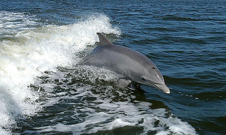 #1 Do Dolphins Protect Humans Against Shark Attacks? -