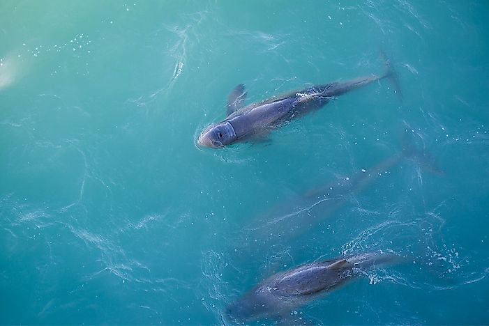 Unique Species of Australia: The Australian Snubfin Dolphin