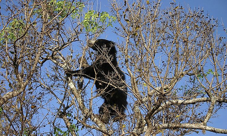 #7 Sloth Bear -