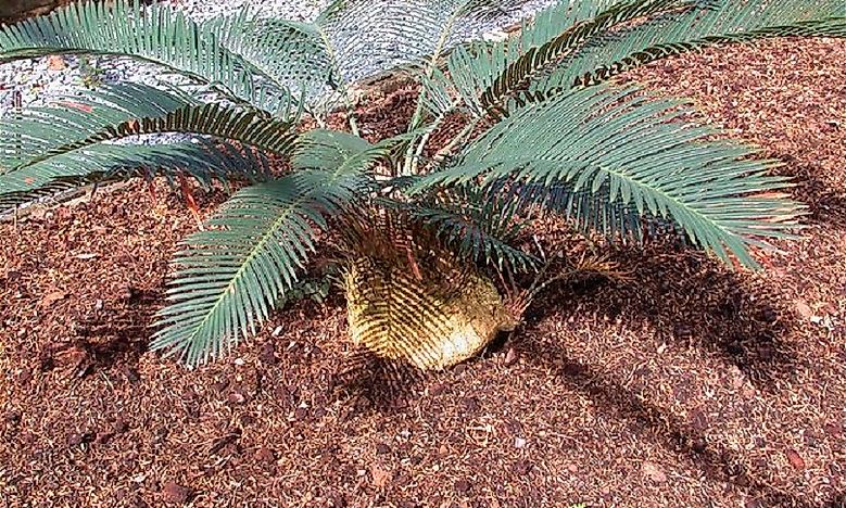 Threatened Native Plants Of Papua New Guinea