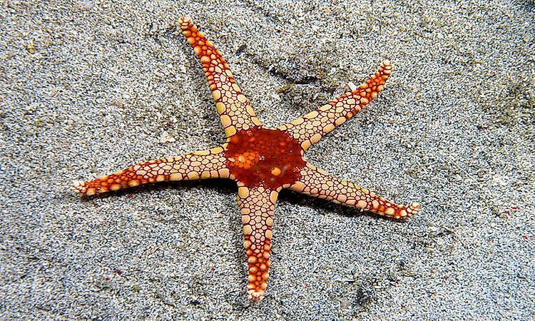 #2 Starfish -