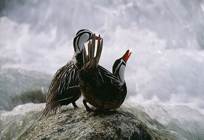 #8 Torrent Duck