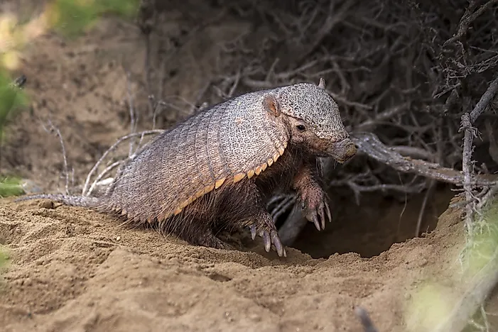 #7 Armadillo
