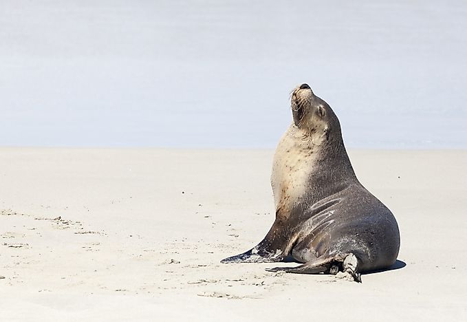 The fur seal has an underbelly which helps to keep them warm. The fur seal has an underbelly which helps to keep them warm.