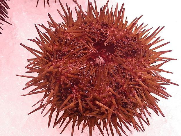 #6 Red Sea Urchin