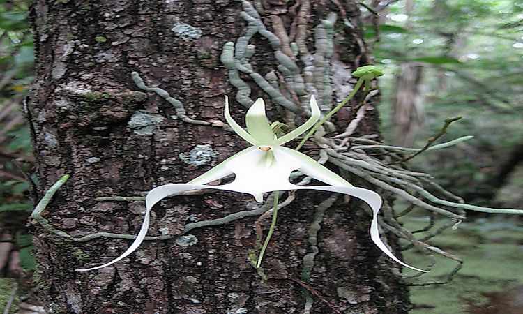 Rarest Flowers In The World