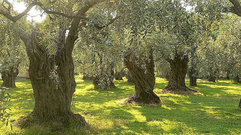 Leading Olive Producing Countries