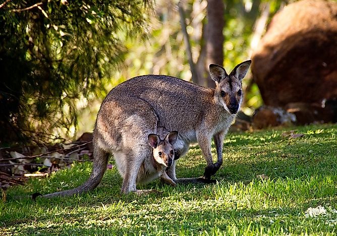 #4 Wallabies