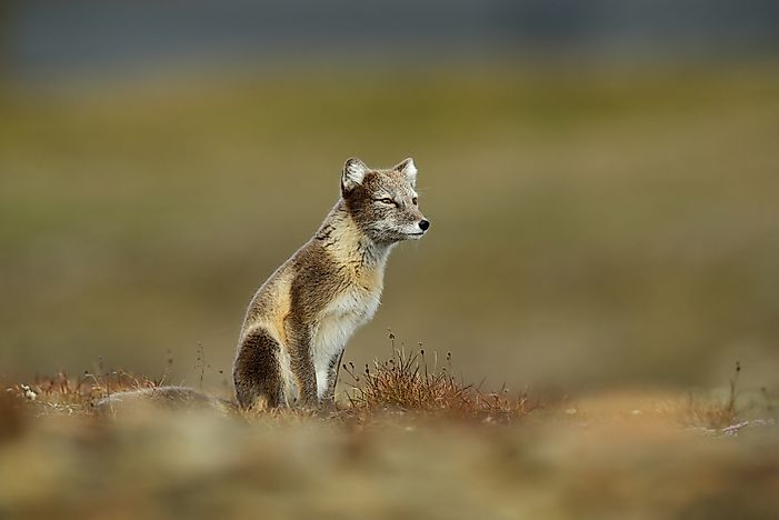 #12 Arctic Fox