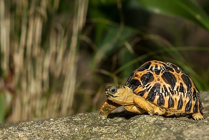 #8 Radiated Tortoise