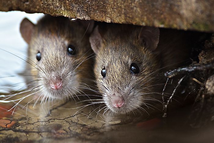#5 Rats