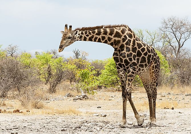 #3 South African Giraffe (G. c. giraffa)