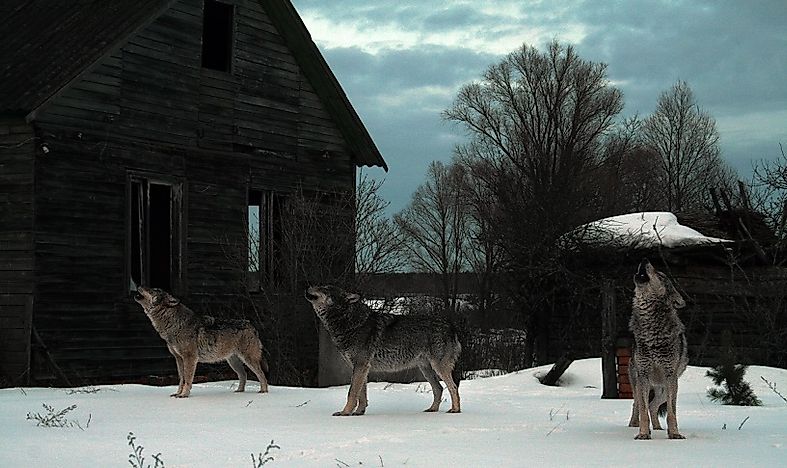 Did You Know The Chernobyl Exclusion Zone Is Now Teeming With Wildlife?
