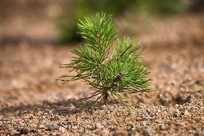 #7 Needle-Shaped Leaves of Coniferous Plants