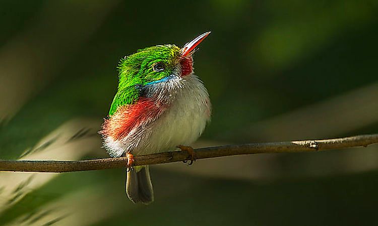 #6 Cuban Tody -