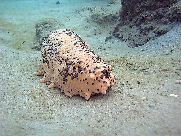 #7 Sea Cucumber