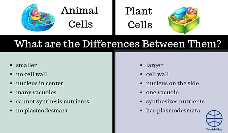 Difference Between Plant And Animal Cells Chart