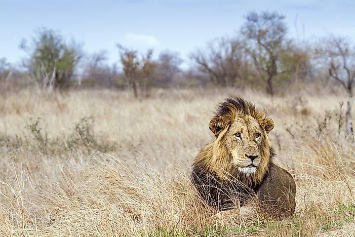 #2 African Lion