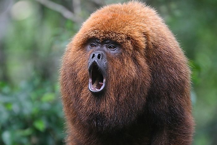 The World's Loudest Animals - WorldAtlas.com