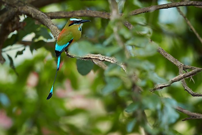 #2 Turquoise-browed Motmot