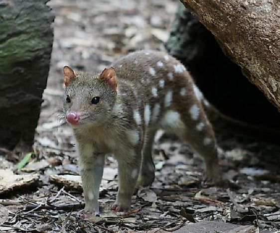 #3 Spotted Quoll