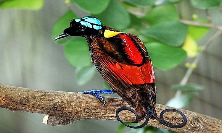 #5 Factors Influencing High Rates Of Endemism -