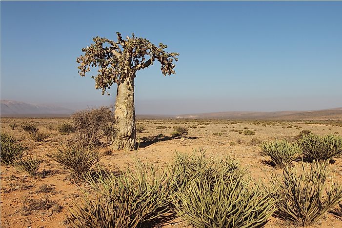 #2 Cucumber Tree