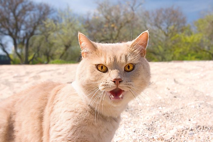 O rosnado é freqüentemente usado como uma maneira de os gatos alertarem o alvo de seu ataque. 