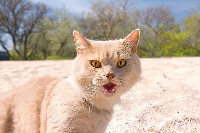 Growling is often used as a way for cats to warn the subject of their attack. Growling is often used as a way for cats to warn the subject of their attack.