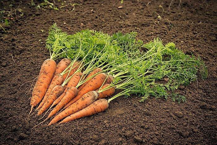 Where Are Carrots And Turnips Grown?