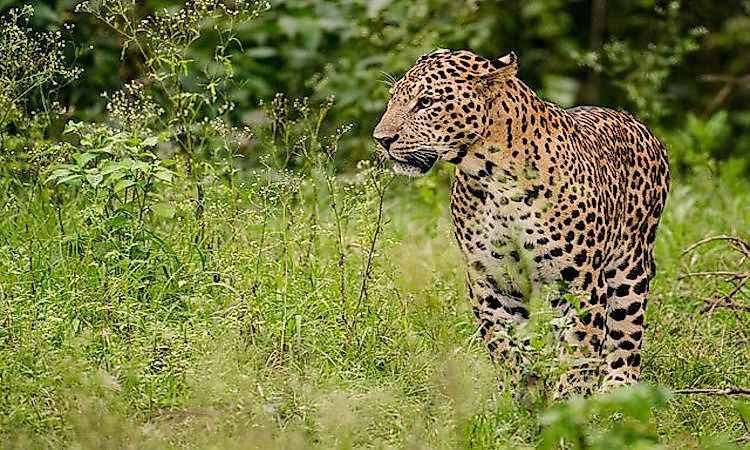 #5 Indian Leopard -