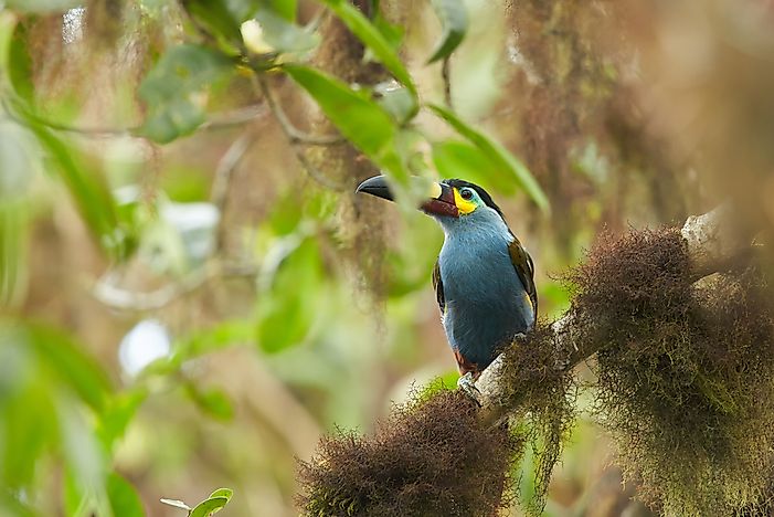 A plate-billed mountain toucan. A plate-billed mountain toucan.