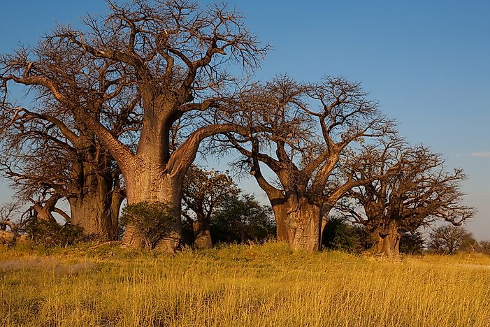#4 Nxai Pan National Park