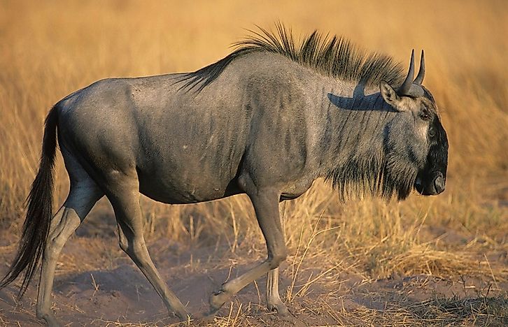 What Animals Live In Africa What Animals Live In Africa