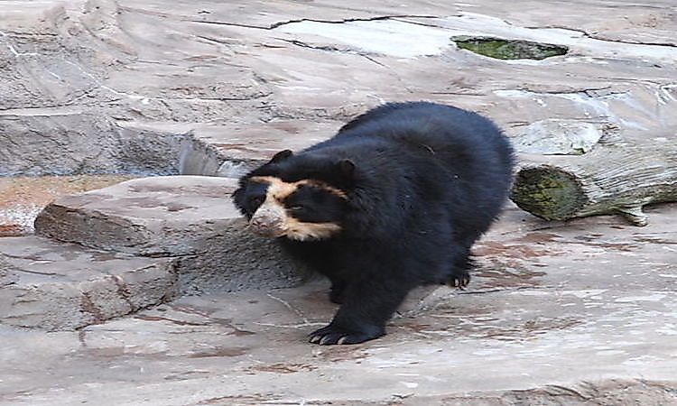 #6 Spectacled Bear -