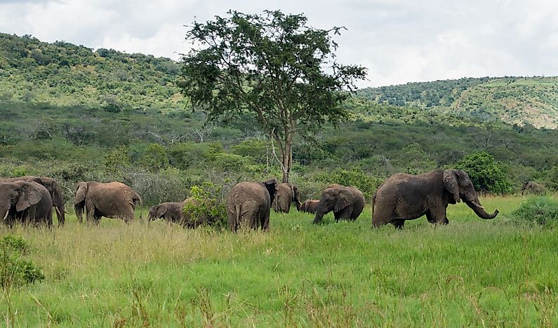 #9 Elephant