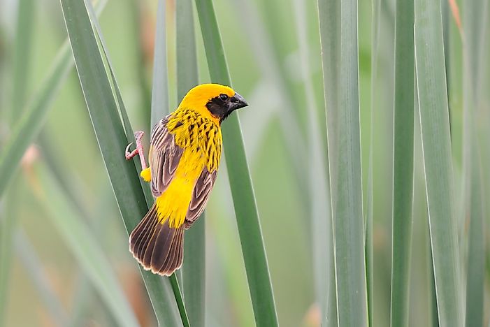 #1 Asian Golden Weaver