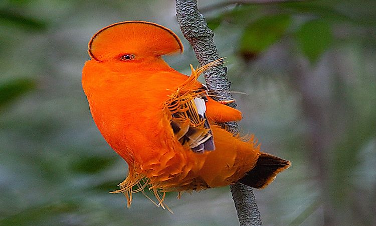 #2 Habitats and Biodiversity -