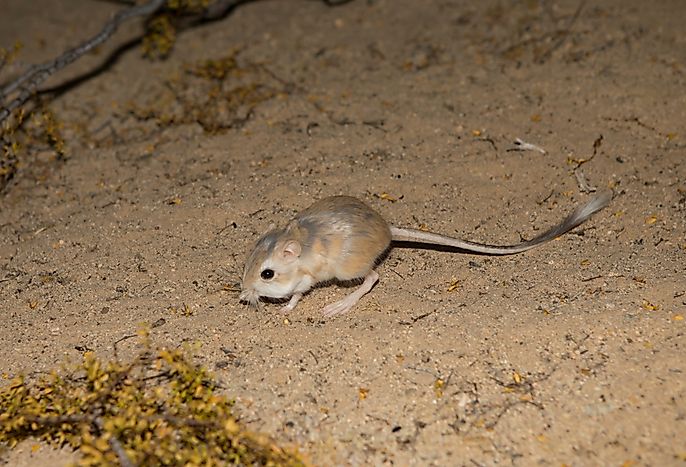 # 2 Rato do Deserto