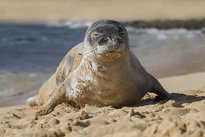 #16 Hawaiian monk seal