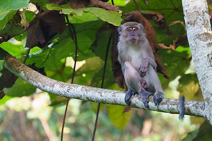 #7 Crab-eating Macaque