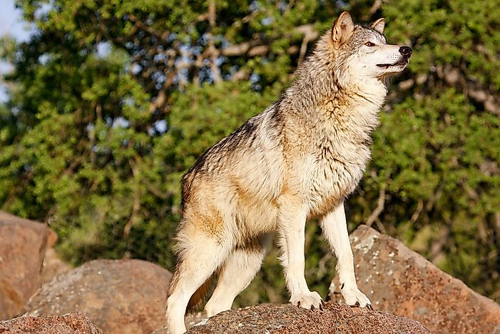 #11 Gray Wolf