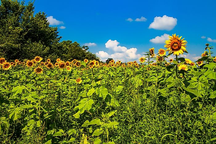 What Is The State Flower Of Kansas?