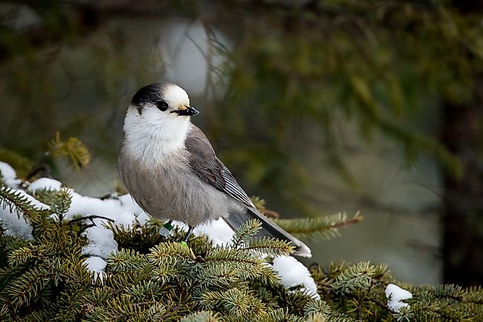 What is the National Bird of Canada?