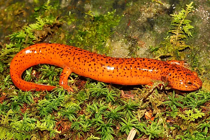What Is The West Virginia State Amphibian?
