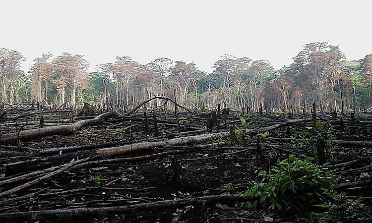 #1 Environmental Threats, and Conservation Efforts