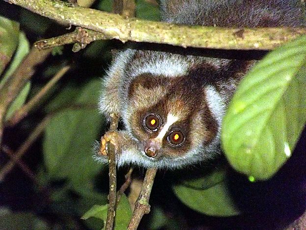 #3 Kayan River Slow Loris
